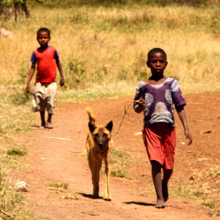 African boys walking with dog