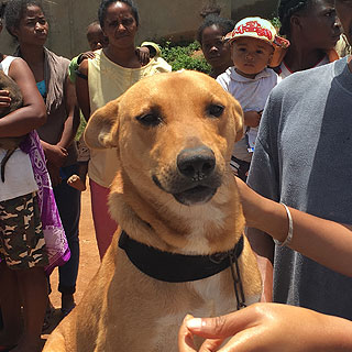 Dog waiting to be vaccinated